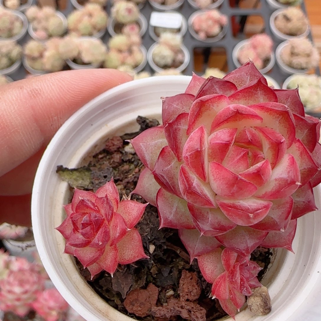 花语多肉1224-289散