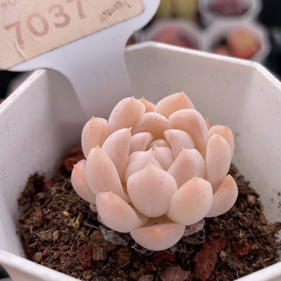 白桃汽水7037-3.5厘米