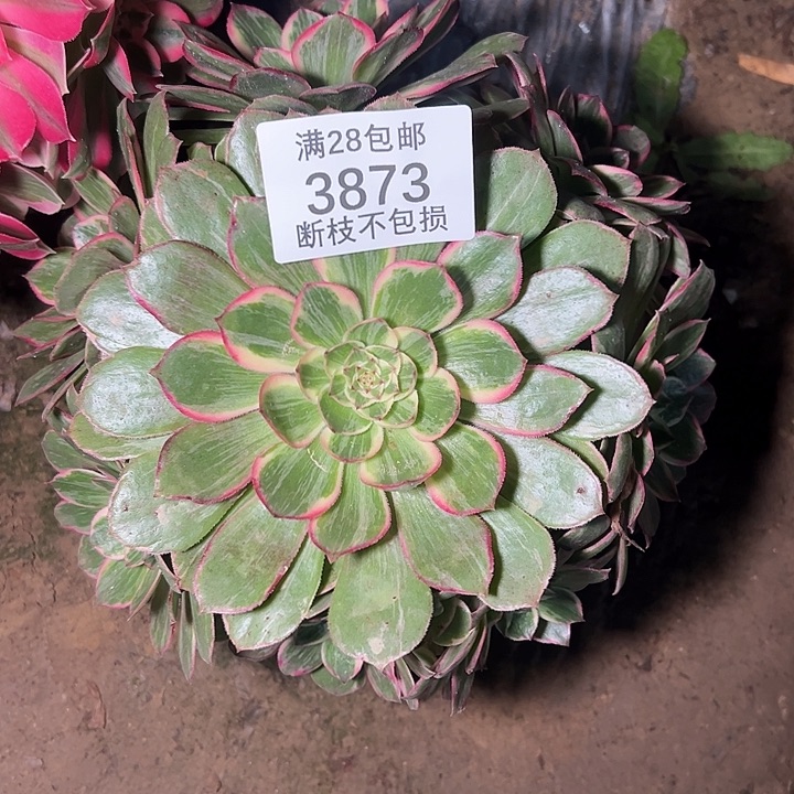 3873莲花座多肉植物