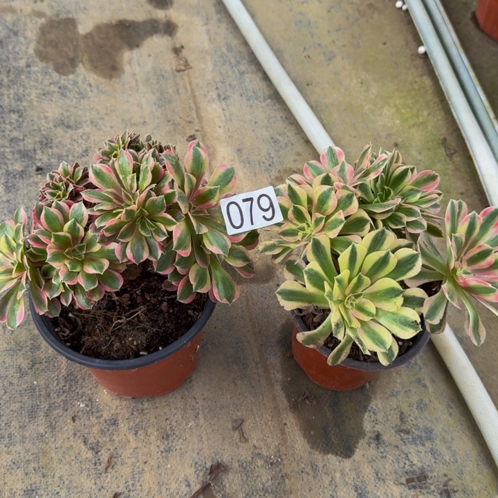 000000000079女郎缀组合福利价