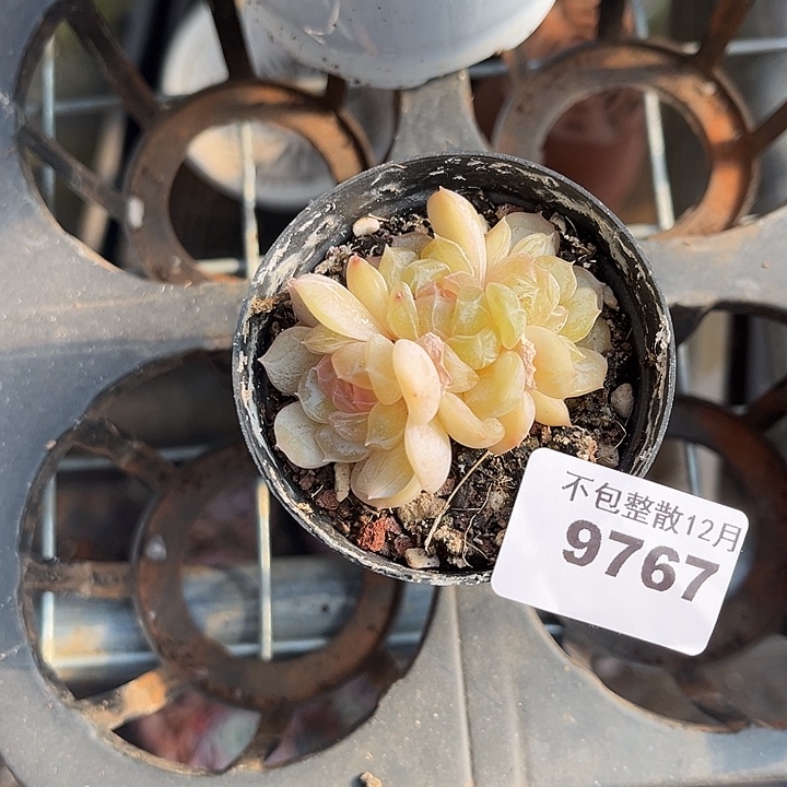阿雅园艺。        9767白恋三头
