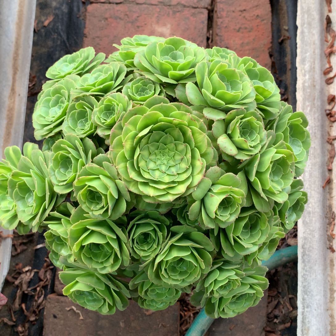 帅***敌琉璃绿圆叶，多肉植物