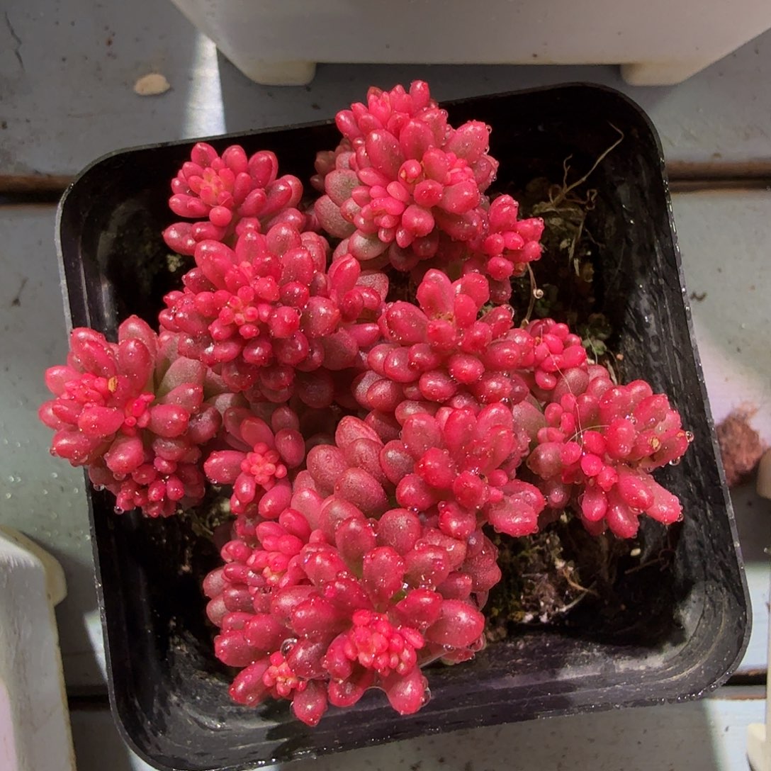红浆果锦，多肉植物