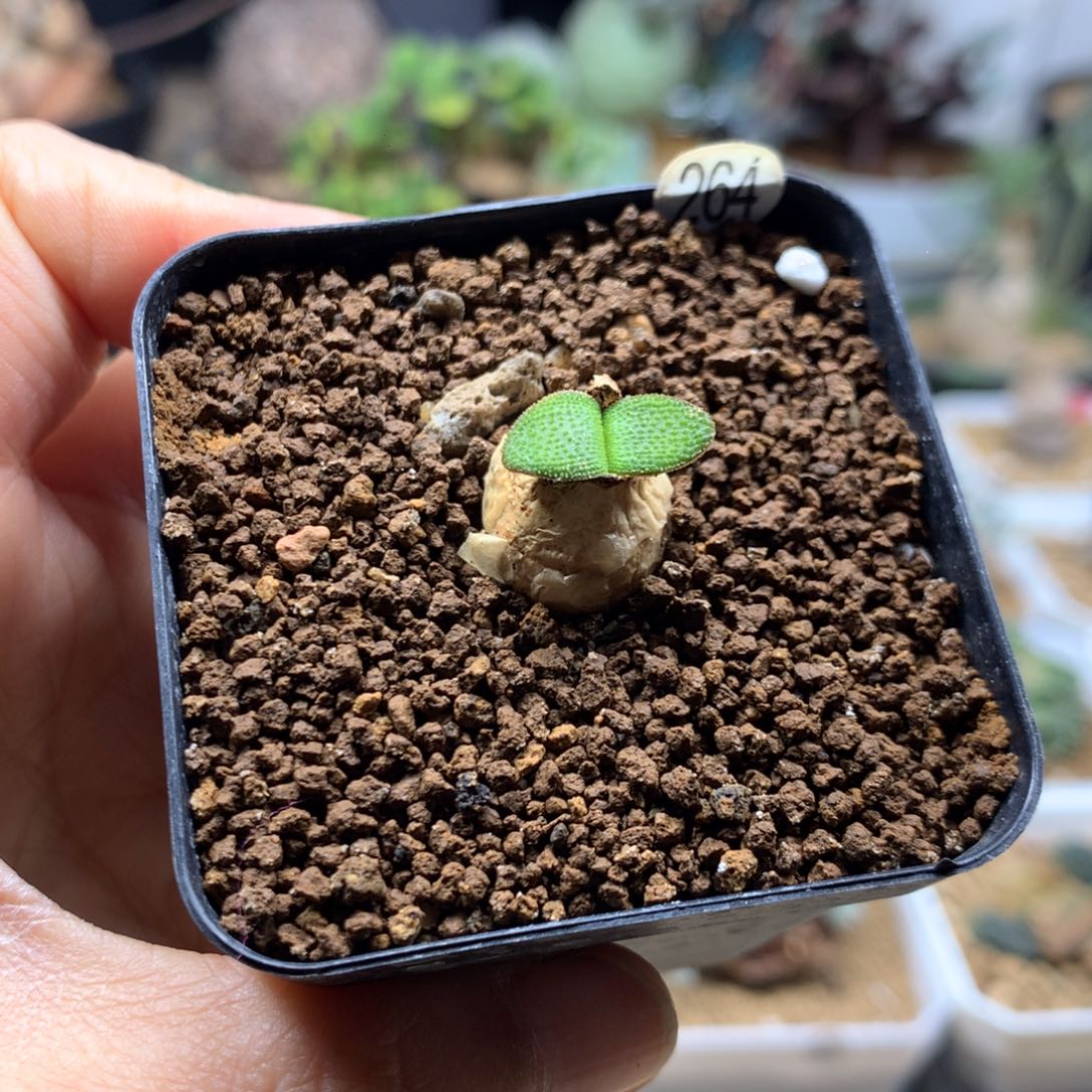 小钢锉灯台百合带盆