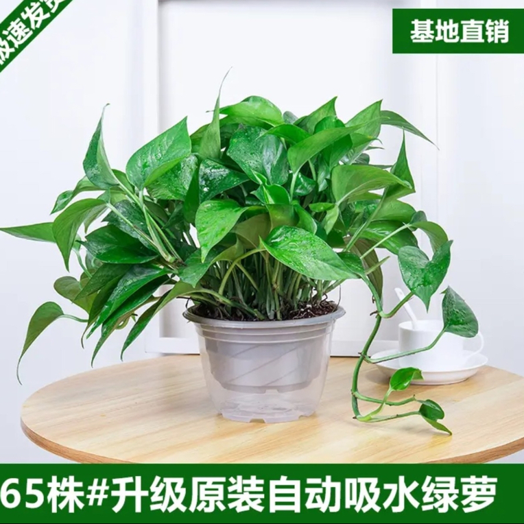 【精选180绿萝】盆栽室内绿植好养净化空气新房除甲醛水培花卉