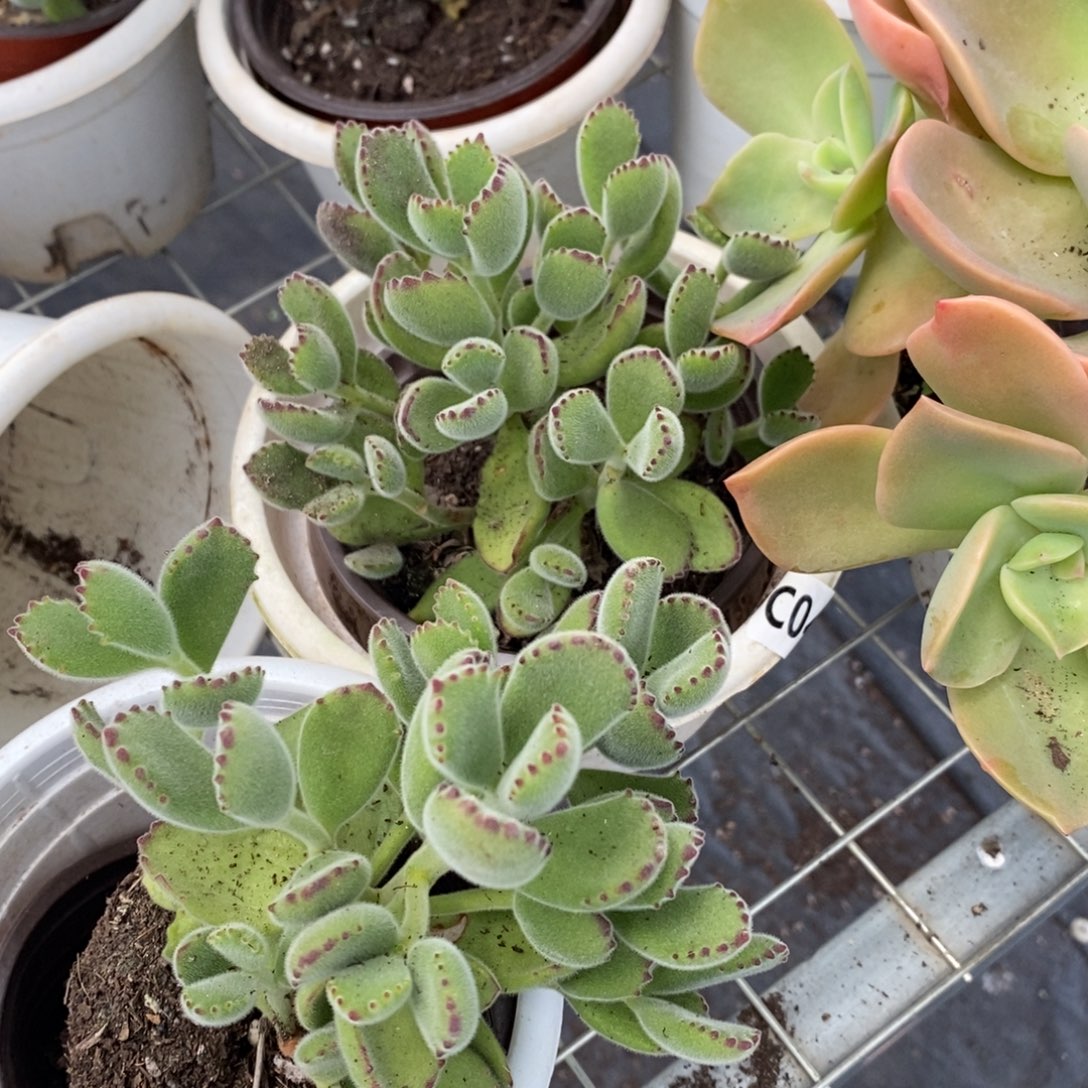 2盆熊童子 多头群生 