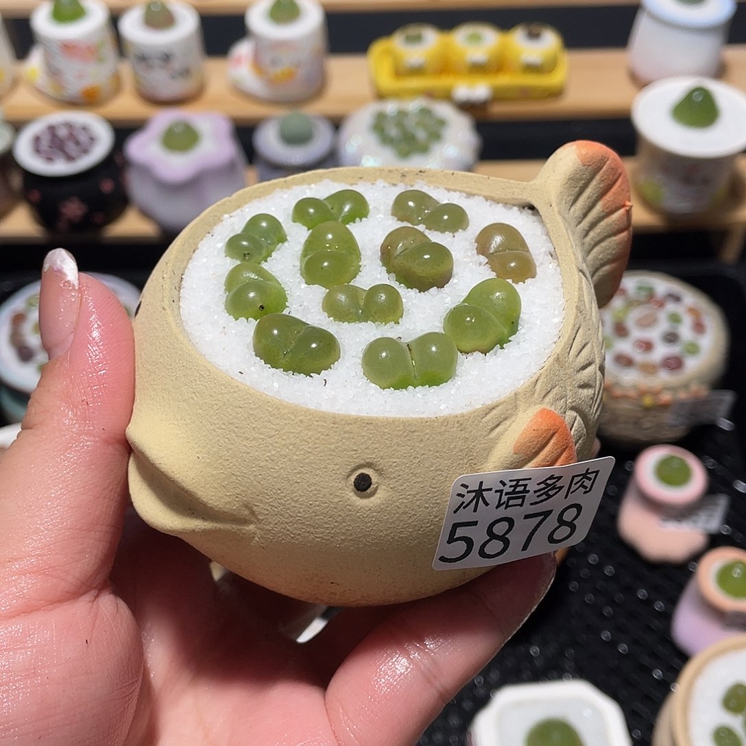 带盆土植物 一物一拍5878