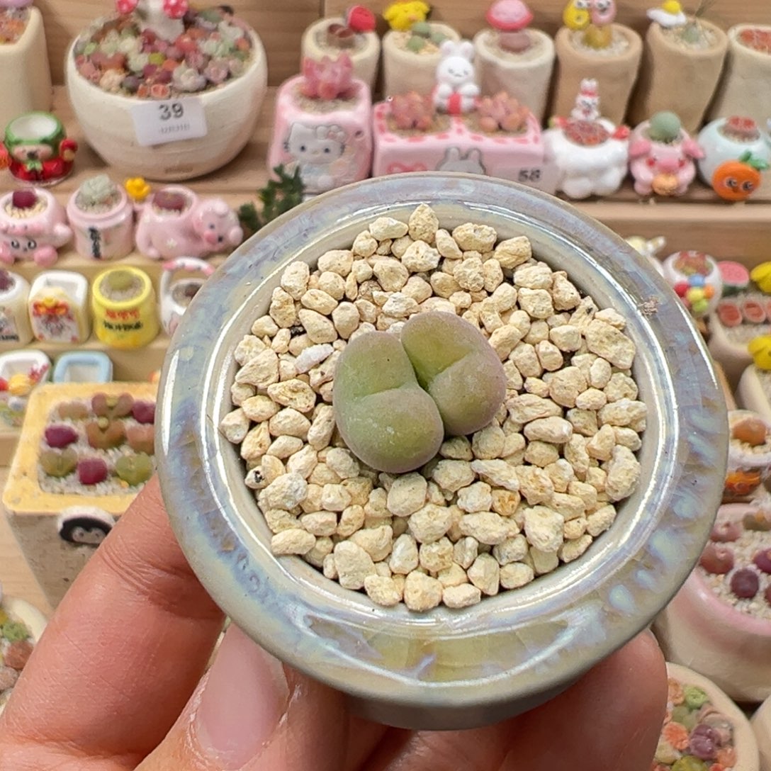 多肉植物61号双头空卡佛