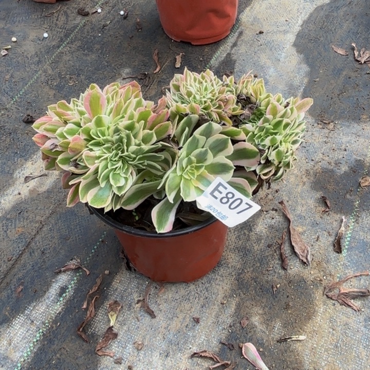 瑞妈多肉园艺807女巫缀
