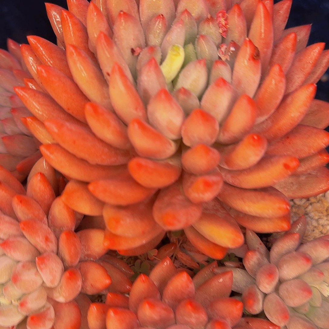 琼*姐咯哦哦哦哦哦哦哦哦哦哦