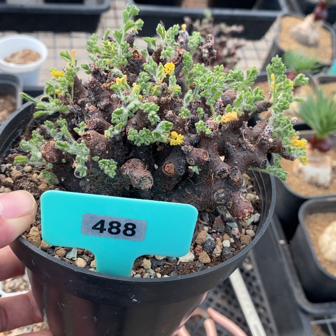 黑珊瑚杨奎多肉植物