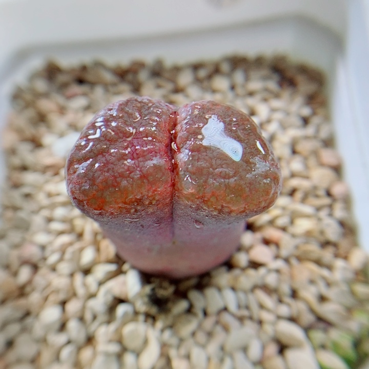 生石花花花花花花花521
