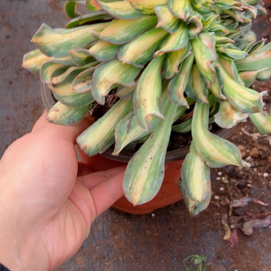 119 号多肉植物新年特价