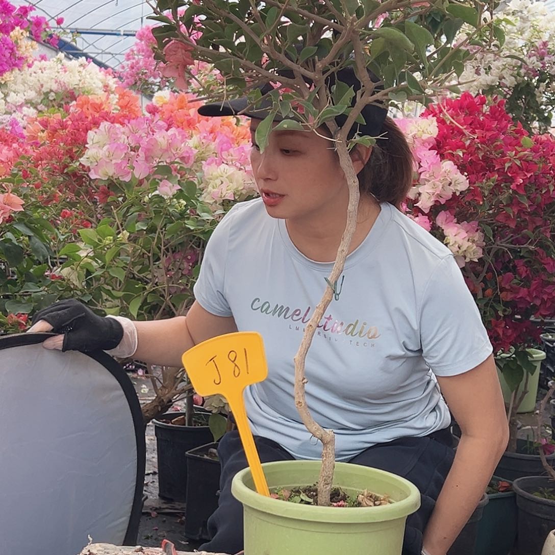 一***一大部分花苞少量开放J81卡亚塔