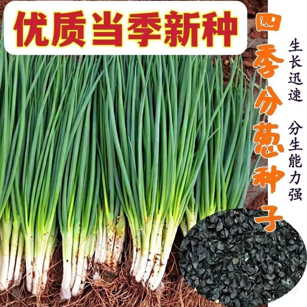 【全店6包包邮】四季小香葱种子阳台小葱种子家庭种植盆栽葱种子易