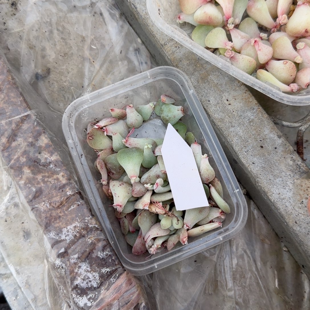 3个海月芝麻穴满25包邮