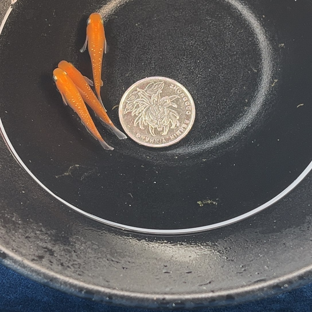 青鳉鱼赤壁3条51号