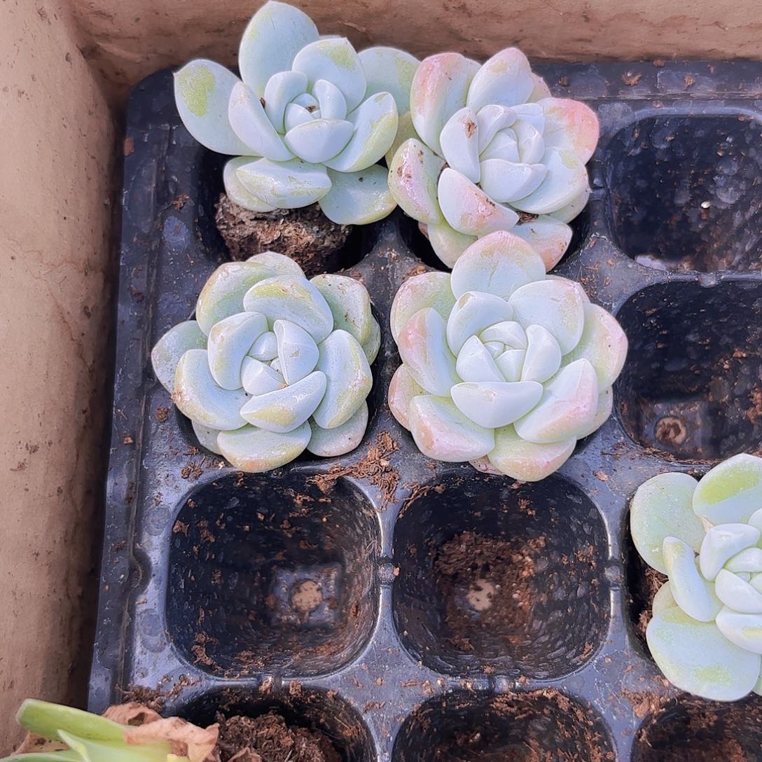 小穴苗冰玉2米2颗