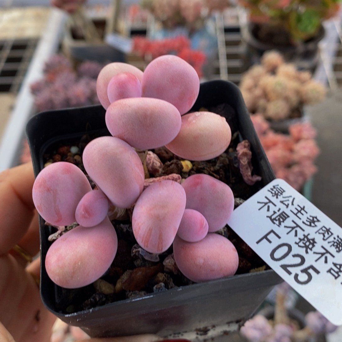 腰子桃蛋025/6v m