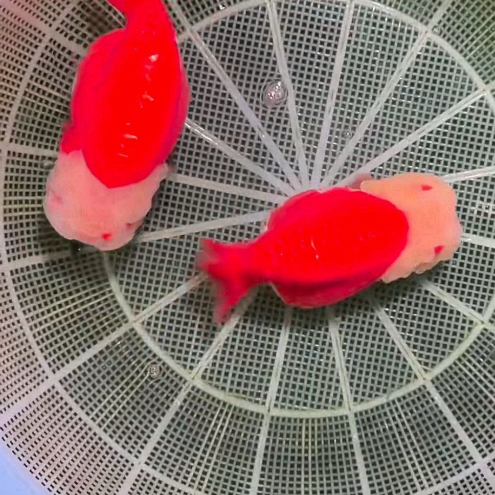 兰寿金鱼冷水淡水观赏鱼