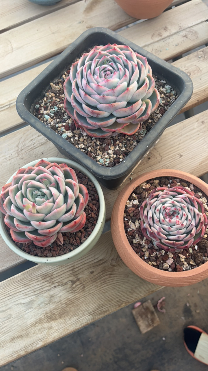 侧影吉娃娃单头多肉