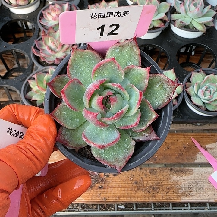 12 惊鸿仙子多肉植物6-9cm