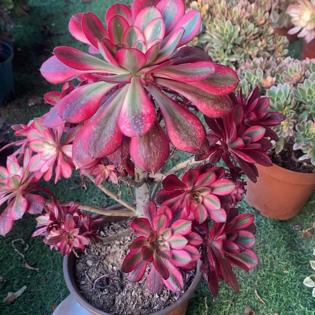 香奈儿多肉1颗多肉