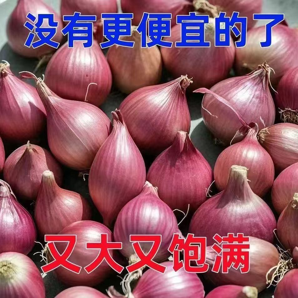 洋葱头种四季葱头干新鲜葱头花盆栽水果洋葱葱头种葱种子葱头