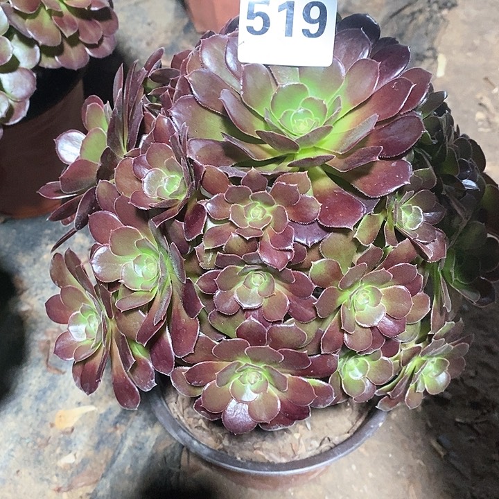 法师植物12345678