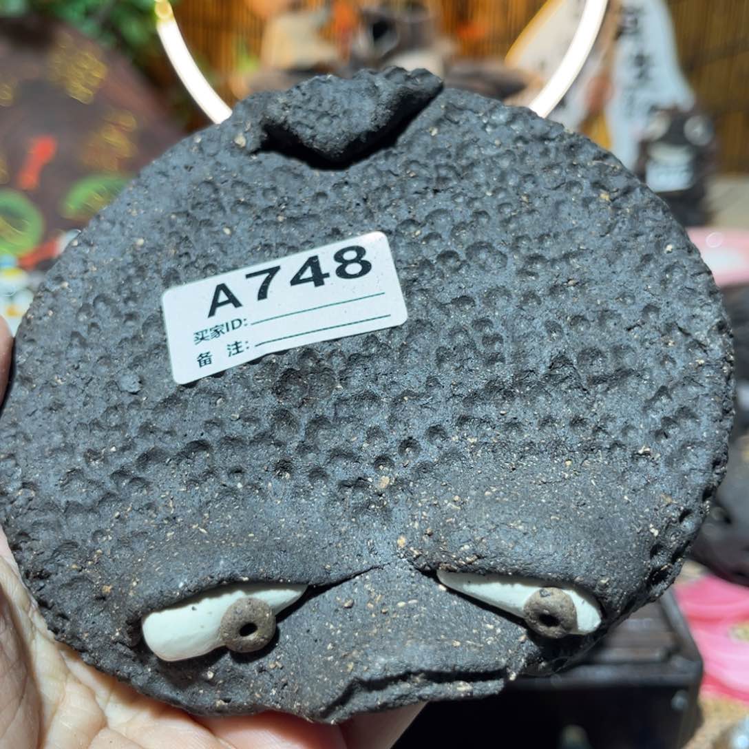 木村信弘柴烧保平