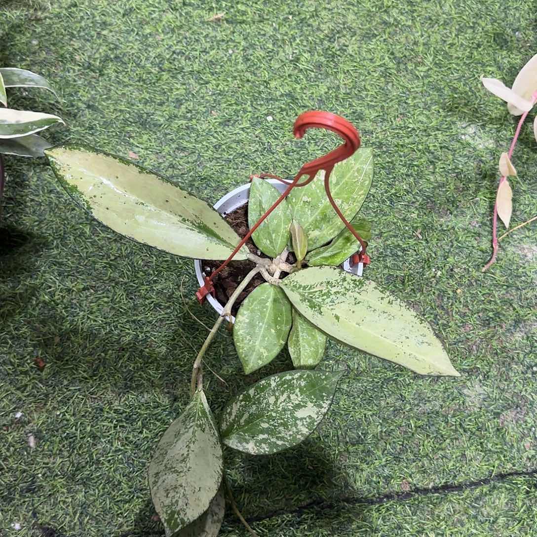 无花朵高斑丽雅一物一拍