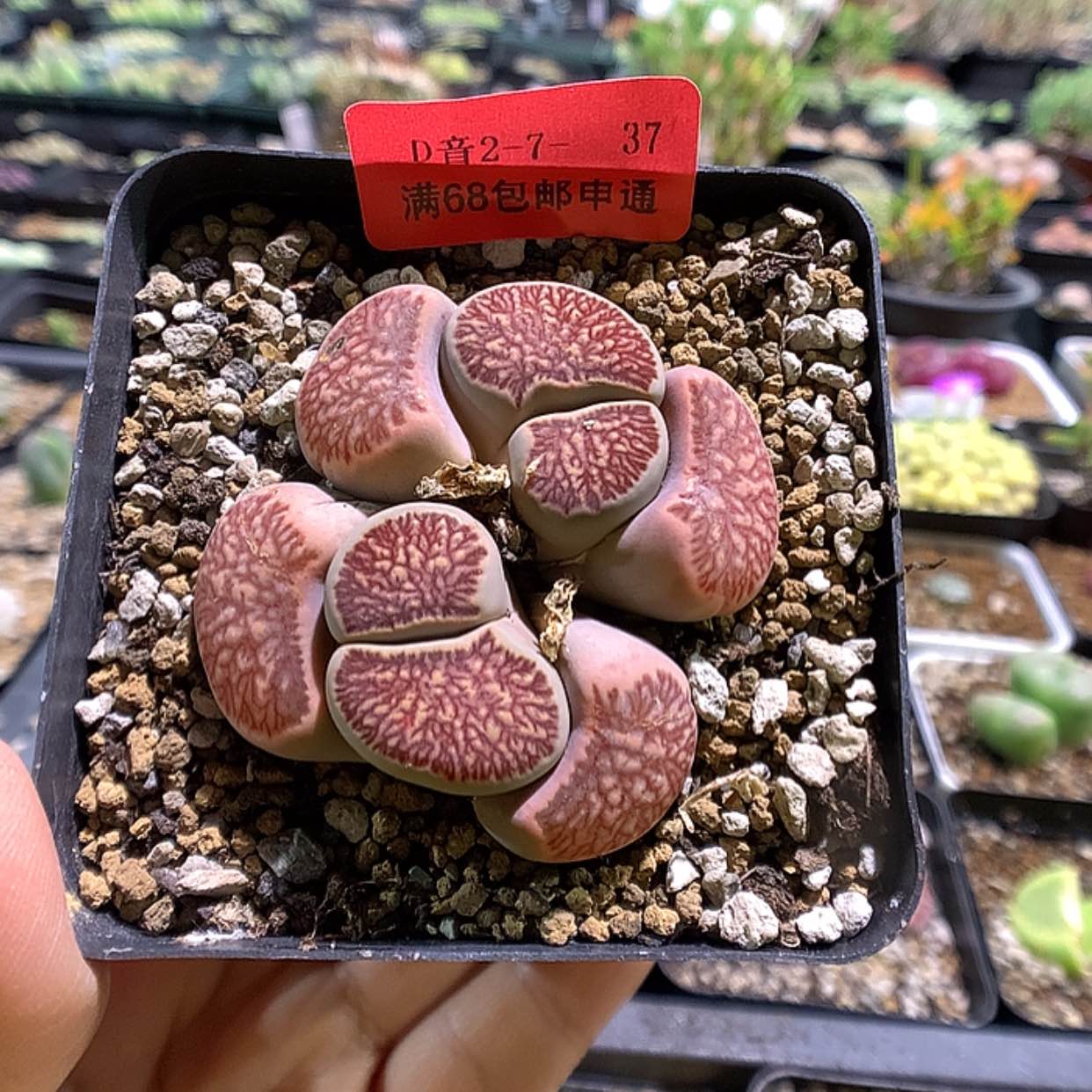 【闪购商品】2-7-37 菊一颗特100