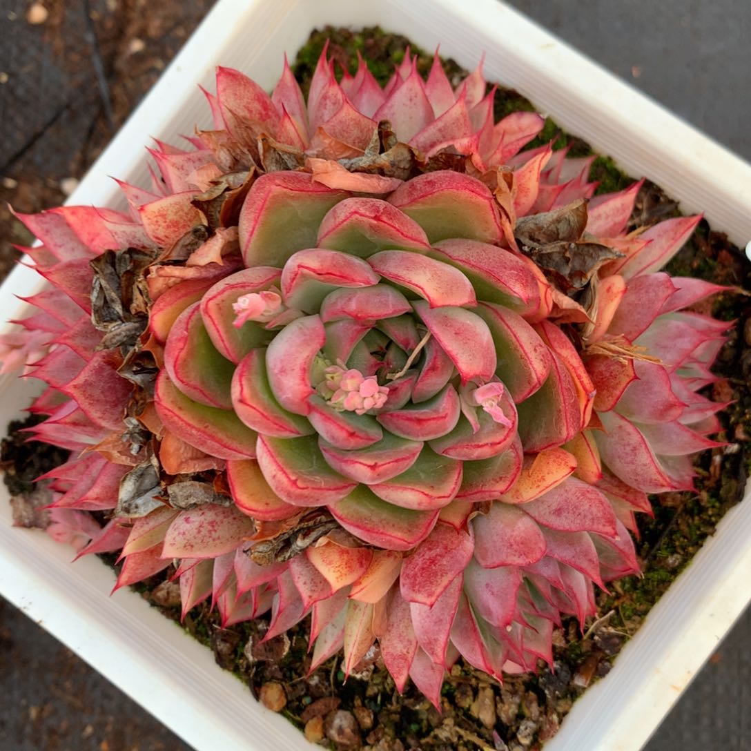 1273杂交精品基地11厘米