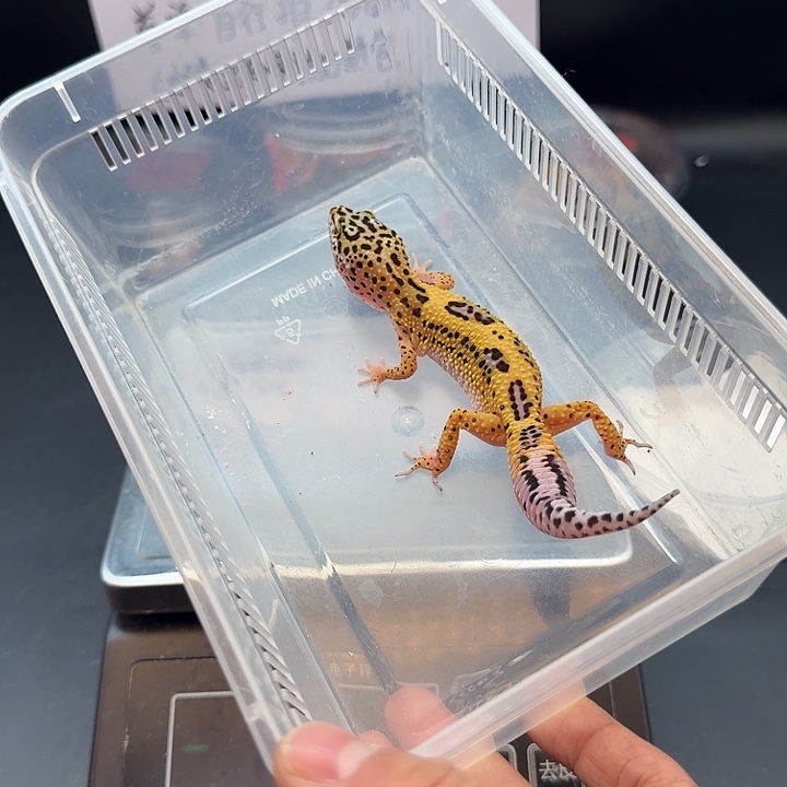 豹纹守宫高黄妹妹