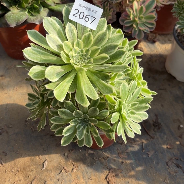 碧浪多肉法师2067