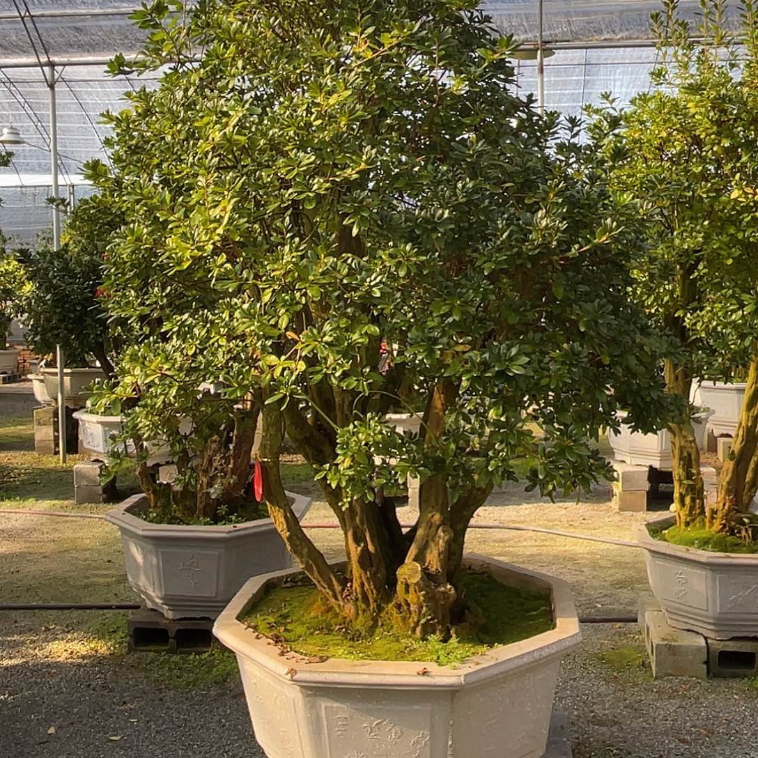 完全开放杜鹃不包邮