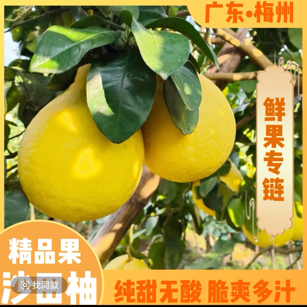广东梅州沙田柚新鲜现摘现发白心柚清甜多汁应季水果新鲜现摘