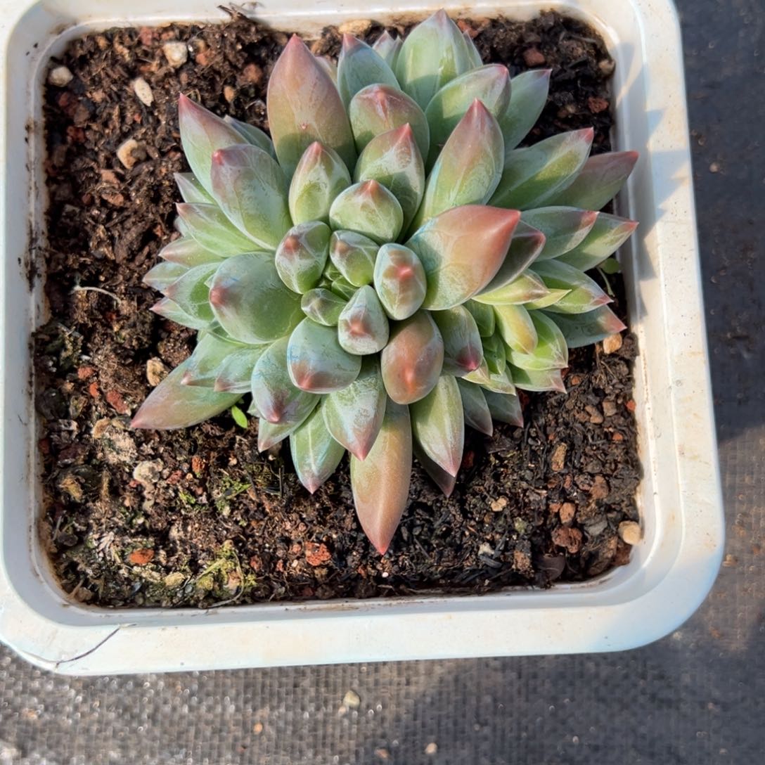 萱***萱重楼多肉一物一拍