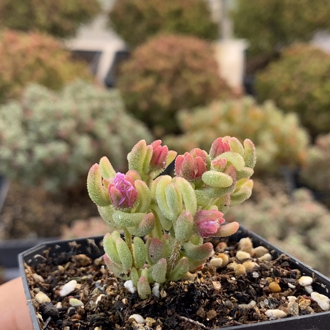 红宝石锦1842枝干番杏