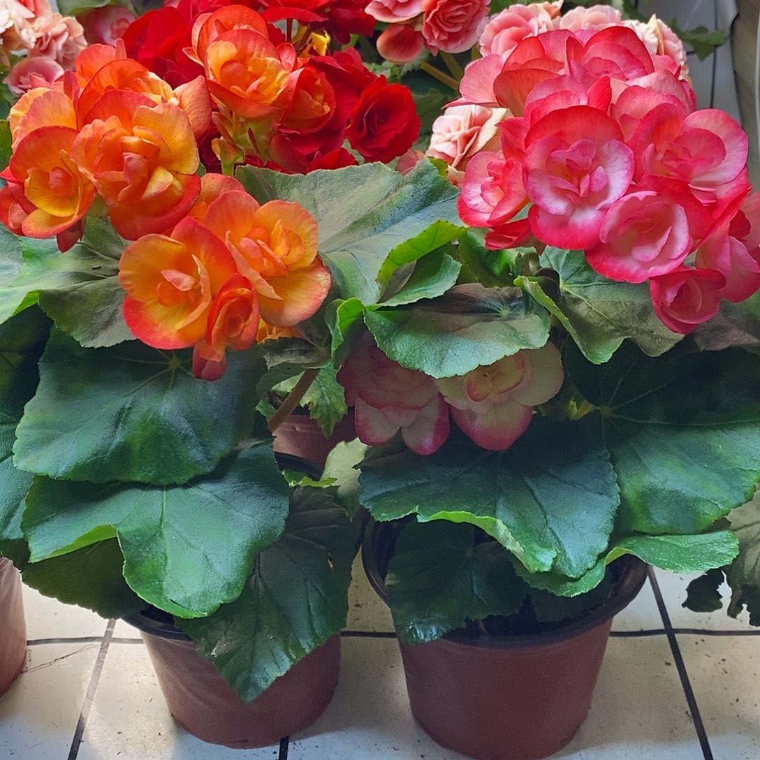 完全开放火焰加贝姬