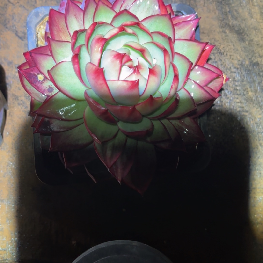 白***哥哈哈哈哈哈哈哈哈