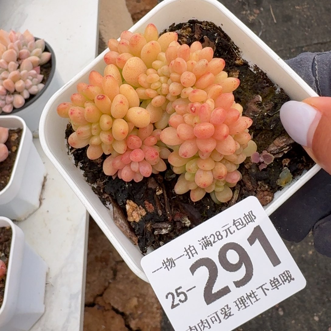 香格里拉缀无盆无发货