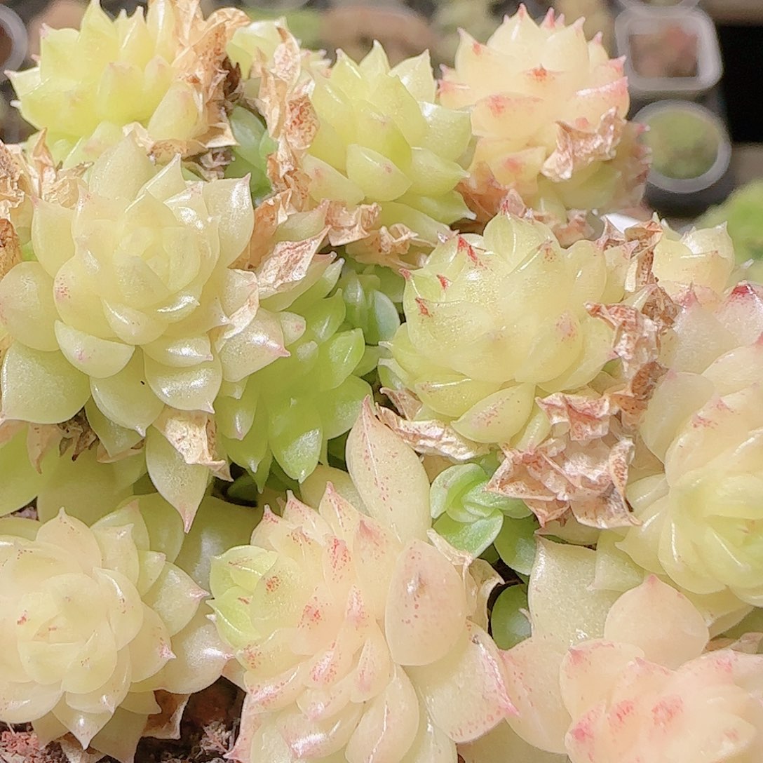 花语逸镜1124-06开播福利散