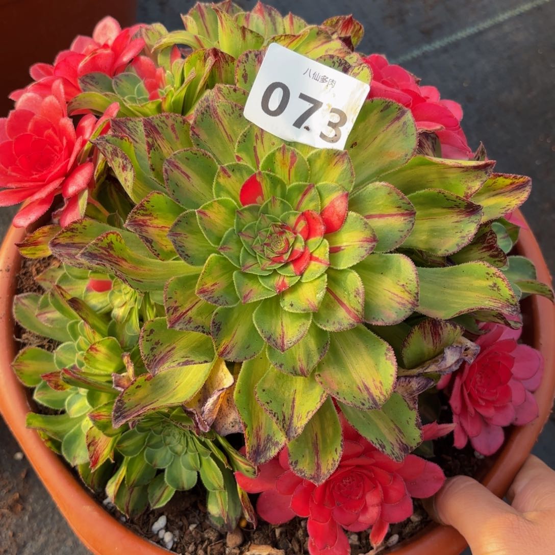 073多肉植物知否