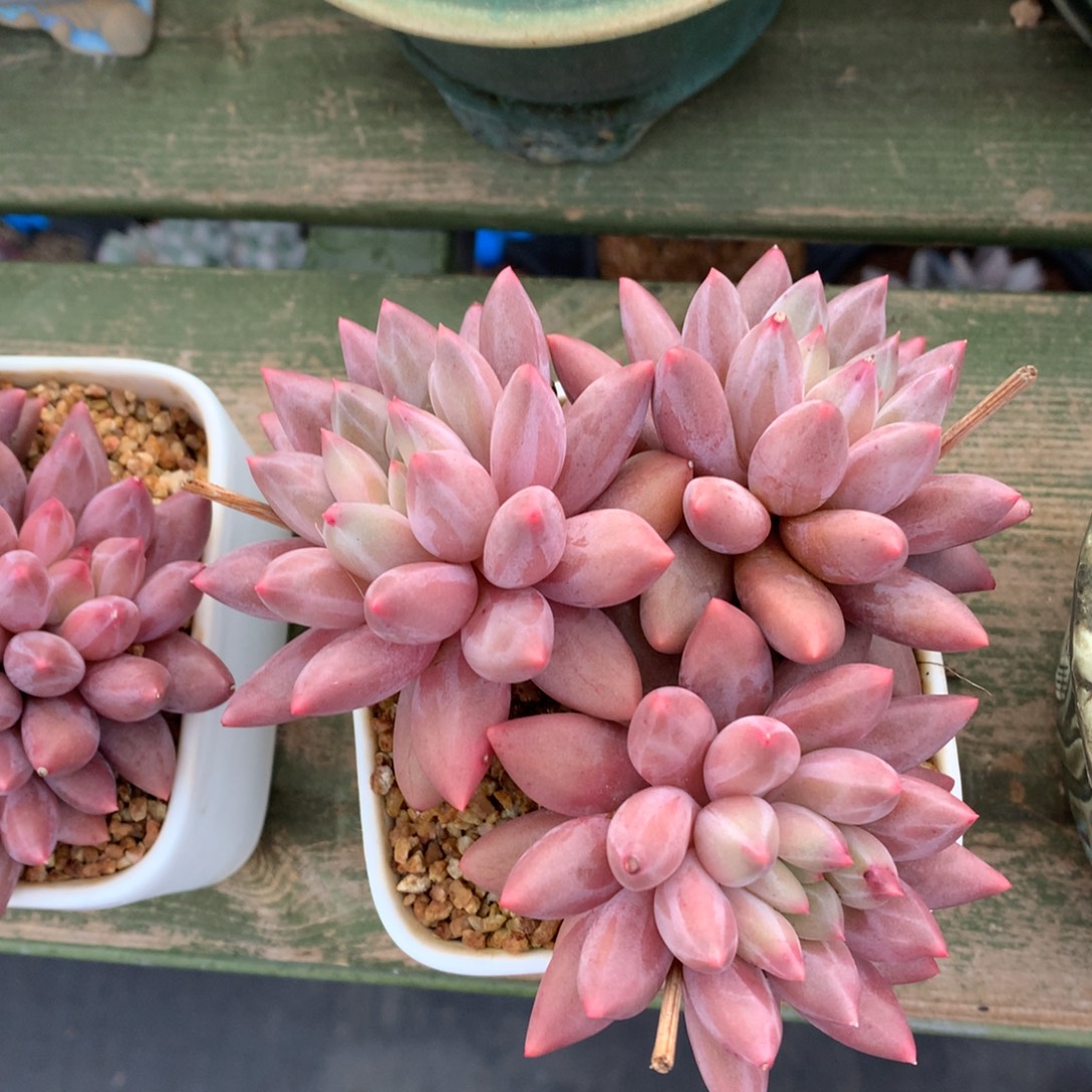 三头 红蜻蜓  一颗    