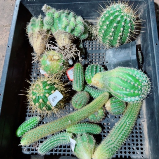 下59框拍歪斑小无根侧芽丑无售后后