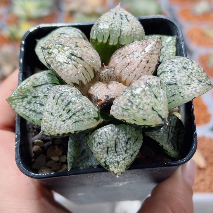 十二卷多肉实生白银