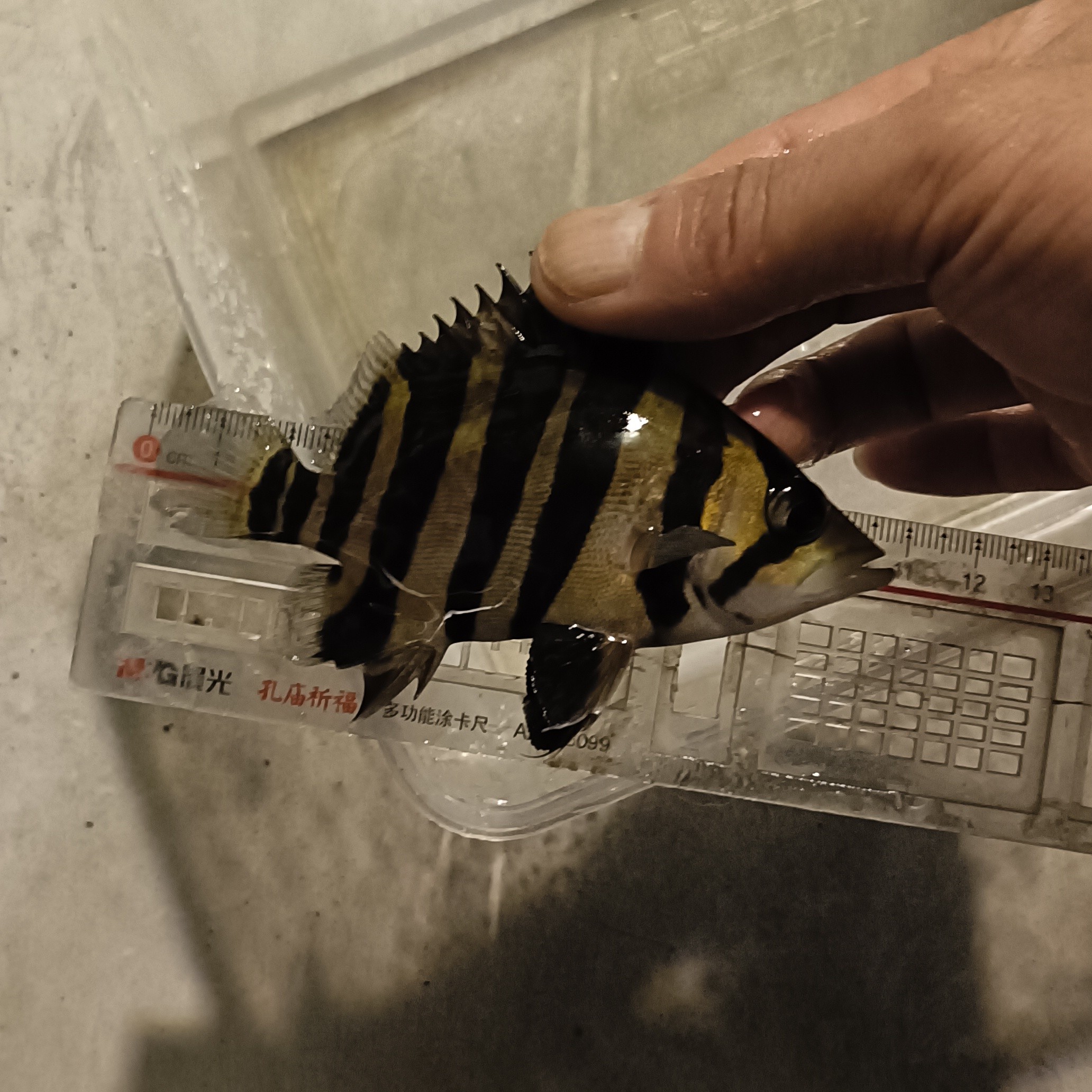 苏门答腊虎鱼，全包品质，尺寸10公分，两条起发货，下单前请联系客服