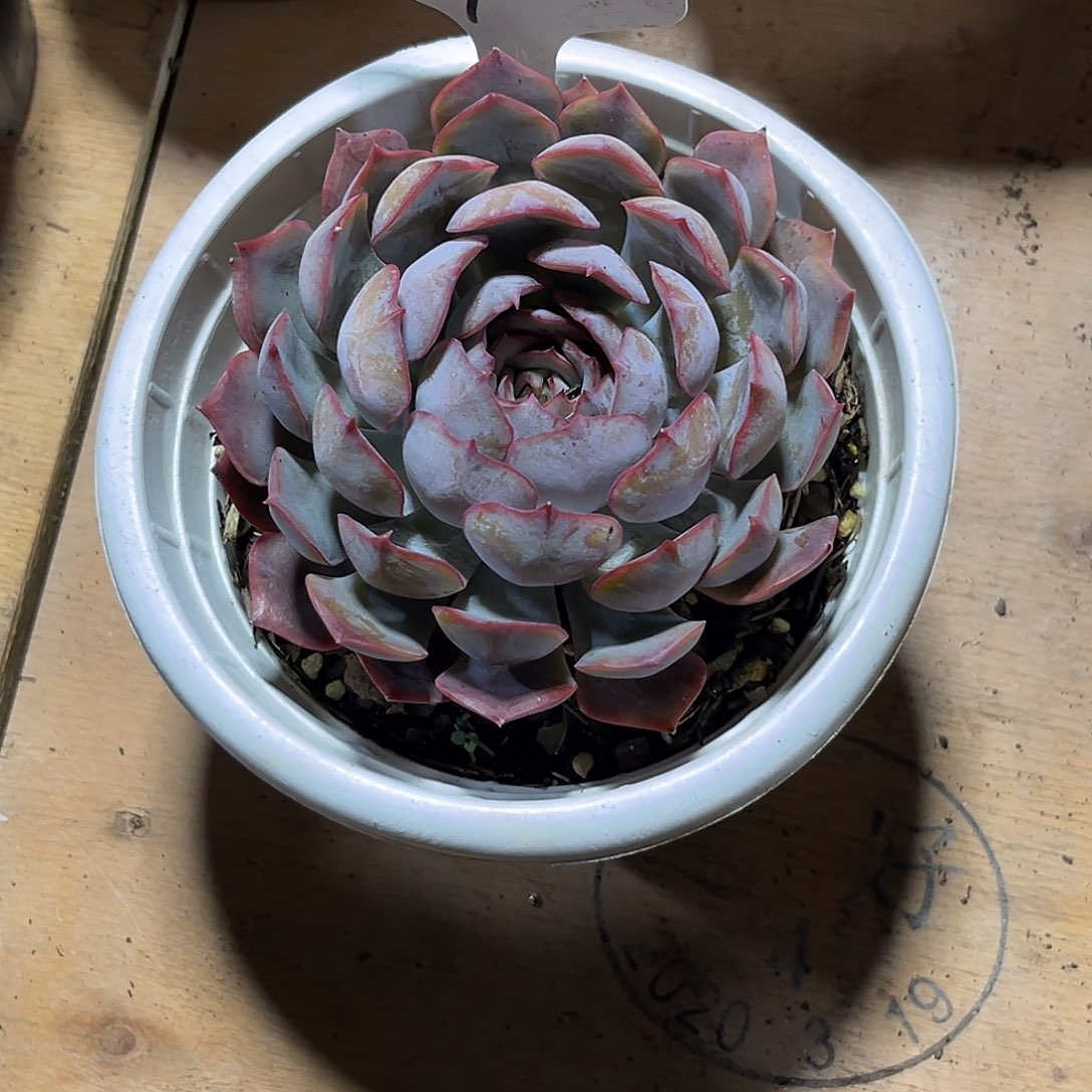 秋***阳0000000000000000000276