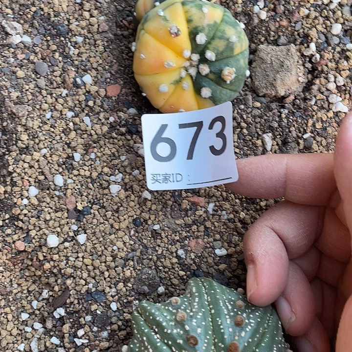 仙人球无花朵兜锦673号